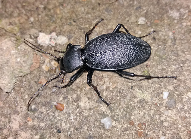 Carabus germari ?  No, Carabus coriaceus